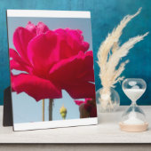 Mooi hemels Roos rood tegen blauw Fotoplaat (Zijkant)