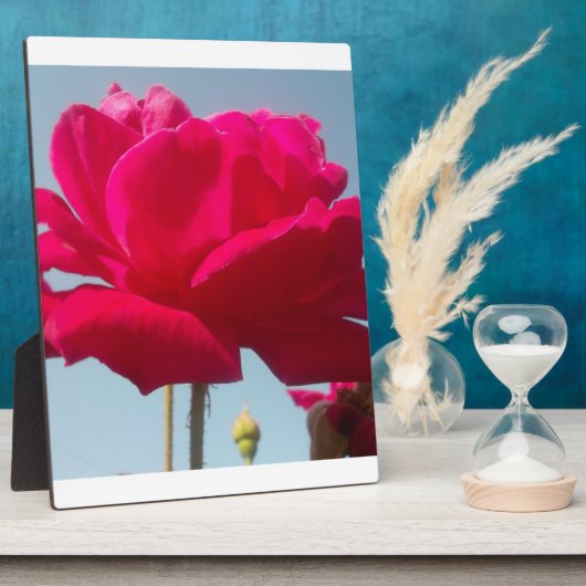 Mooi hemels Roos rood tegen blauw Fotoplaat (Zijkant)