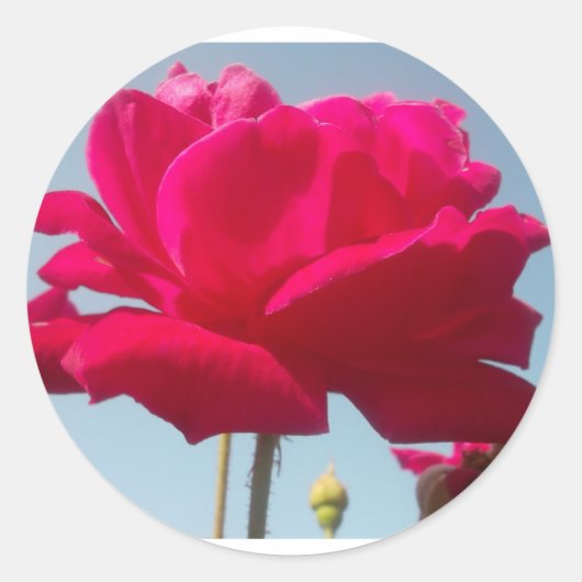 Mooi hemels Roos rood tegen blauw Ronde Sticker (Voorkant)