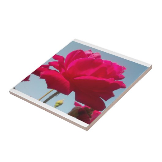 Mooi hemels Roos rood tegen blauw Tegeltje (Zijkant)