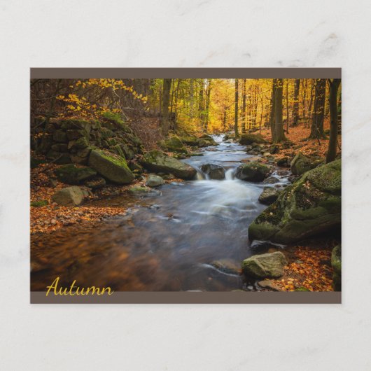 Mooi herfstbos briefkaart (Voorkant)