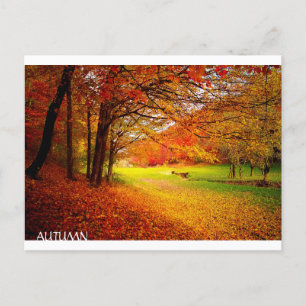 Mooi herfstbos briefkaart