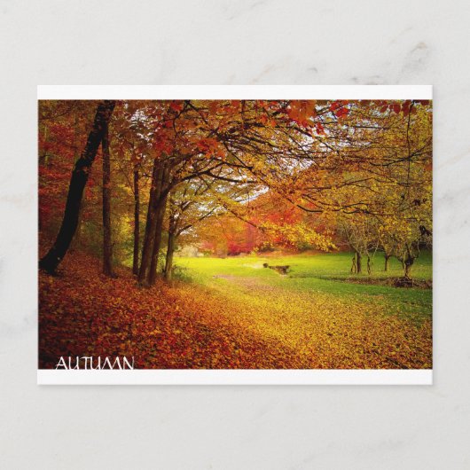 Mooi herfstbos briefkaart (Voorkant)