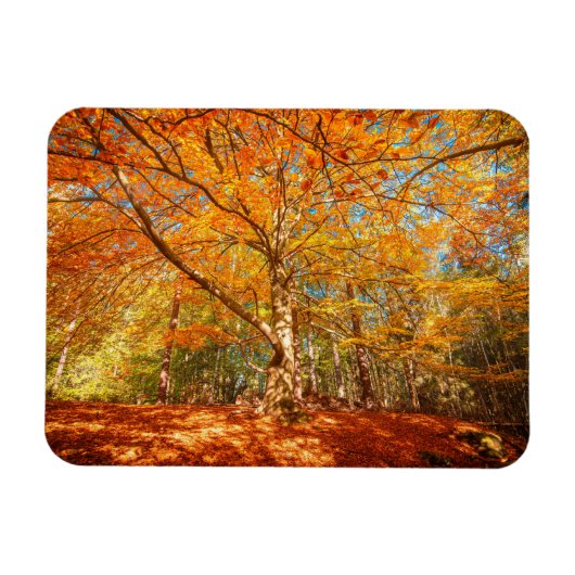 Mooi herfstbos magneet (Horizontaal)