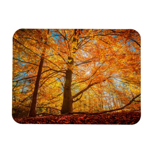 Mooi herfstbos magneet (Horizontaal)