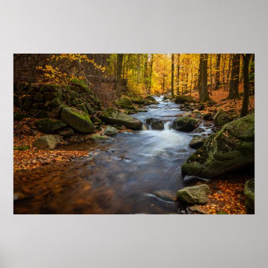 Mooi herfstbos poster (Voorkant)