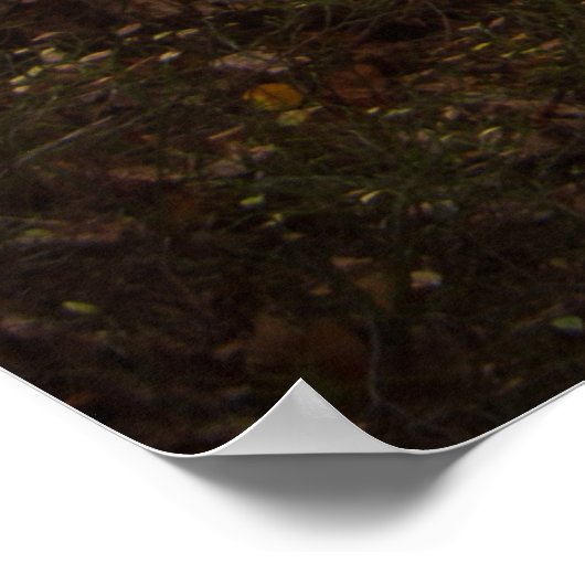 Mooi herfstbos poster (Hoek)