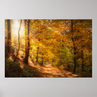 Mooi herfstbos