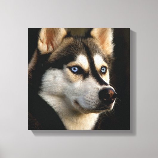 Mooi Husky Sierkussen Canvas Afdruk (Voorkant)