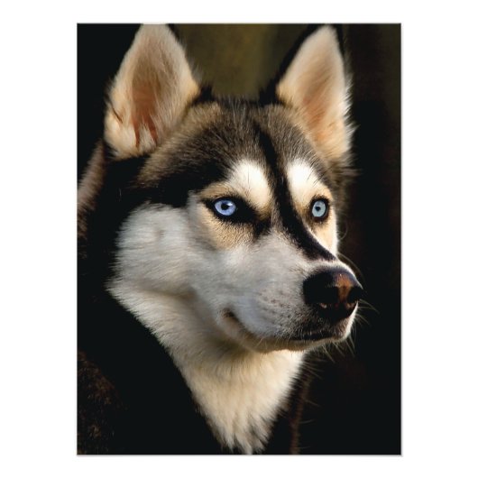 Mooi Husky Sierkussen Foto Afdruk (Voorkant)