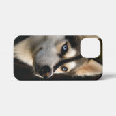 Mooi Husky Sierkussen iPhone Hoesje (Achterkant horizontaal)