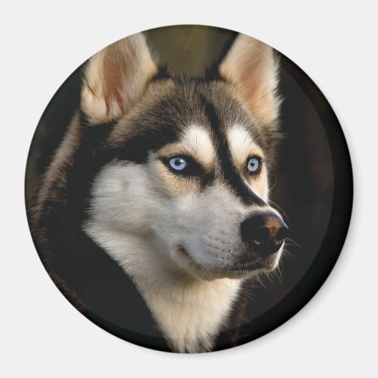 Mooi Husky Sierkussen Magneet (Voorkant)