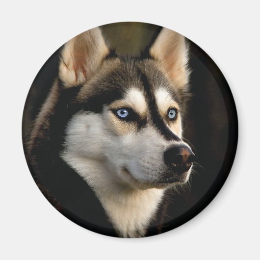 Mooi Husky Sierkussen Magneet (Voorkant)
