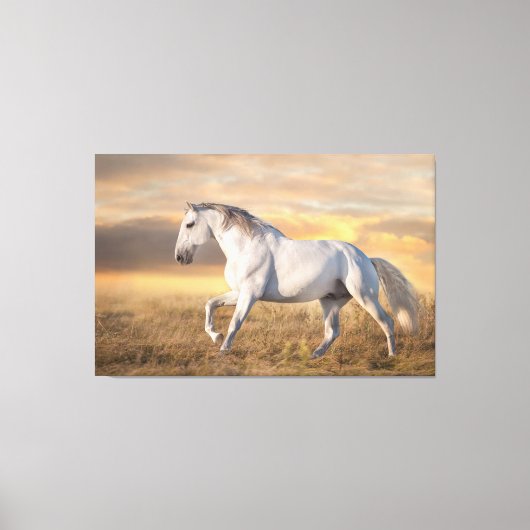 Mooi Iberisch Paard in de wei bij zonsondergang Canvas Afdruk (Voorkant)