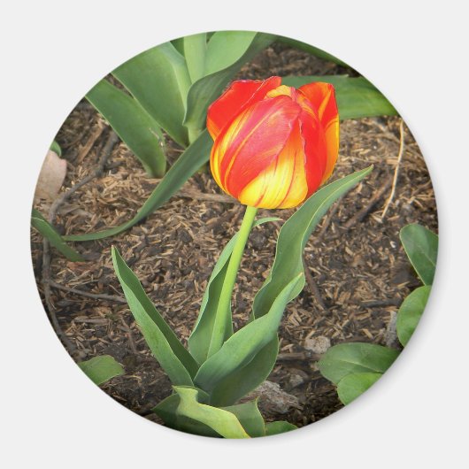 Mooi in de lente..... magneet (Voorkant)