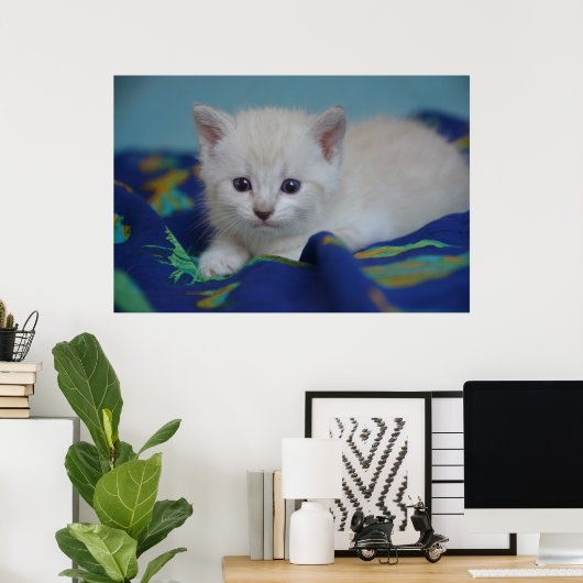 Mooi Kitten Poster (Thuiskantoor)