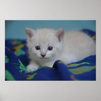 Mooi Kitten Poster