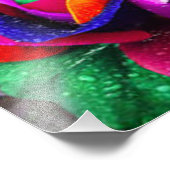 Mooi kleurrijk regenboogRoos Foto Afdruk (Hoek)