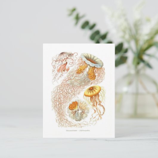 Mooi kwal Briefkaart (Staand voorkant)