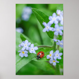 Mooi Ladybug op Vergeet-me-niet Poster