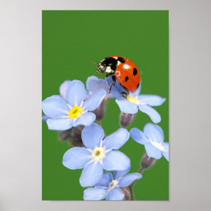 Mooi Ladybug op Vergeet-me-niet Poster