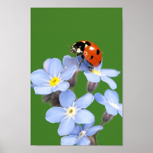 Mooi Ladybug op Vergeet-me-niet Poster (Voorkant)