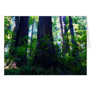 Mooi Lush Redwood Forest