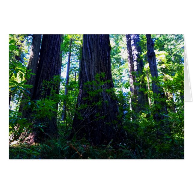 Mooi Lush Redwood Forest (Voorkant Horizontaal)