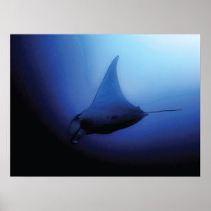 Mooi Manta Ray Poster