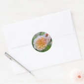 Mooi Mooi Roos Ronde Sticker (Envelop)