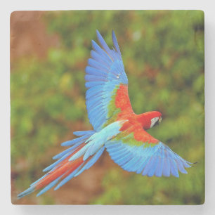 Mooi Onderzetter van Macaw Stone