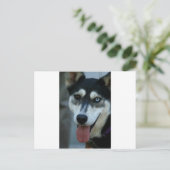 Mooi One Blue Eye Siberian Husky Briefkaart (Staand voorkant)
