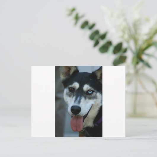 Mooi One Blue Eye Siberian Husky Briefkaart (Staand voorkant)