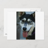 Mooi One Blue Eye Siberian Husky Briefkaart (Voorkant / Achterkant)