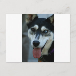 Mooi One Blue Eye Siberian Husky Briefkaart