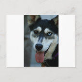 Mooi One Blue Eye Siberian Husky Briefkaart (Voorkant)