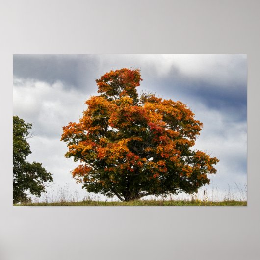 Mooi Oranje Poster (Voorkant)