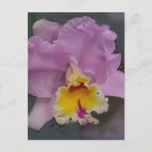 Mooi Orchid Briefkaart (Voorkant)