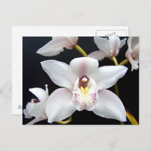Mooi Orchid Briefkaart (Voorkant / Achterkant)