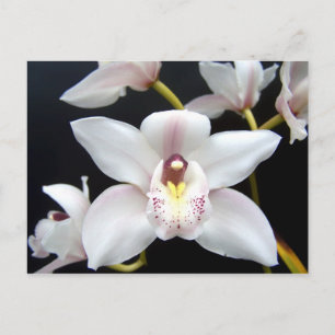 Mooi Orchid Briefkaart