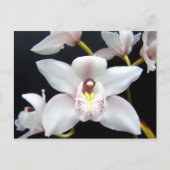 Mooi Orchid Briefkaart (Voorkant)
