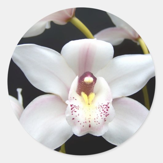 Mooi Orchid Ronde Sticker (Voorkant)