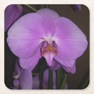 Mooi orchidee Onderzetter