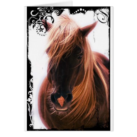 Mooi paard (Voorkant)