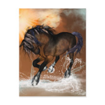 Mooi paard