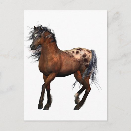 mooi paard briefkaart (Voorkant)