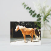 Mooi paard briefkaart (Staand voorkant)