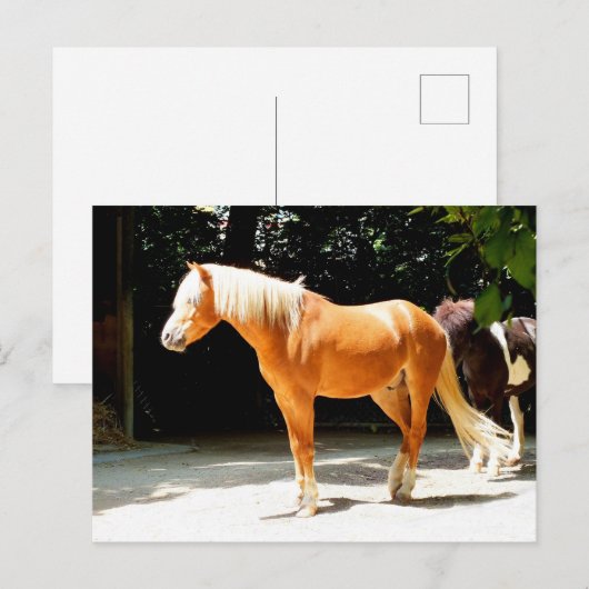 Mooi paard briefkaart (Voorkant / Achterkant)