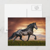 Mooi paard briefkaart (Voorkant / Achterkant)