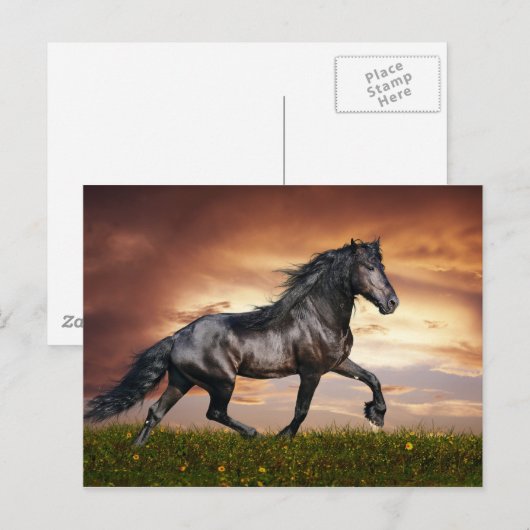 Mooi paard briefkaart (Voorkant / Achterkant)